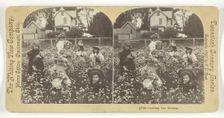 Among the Daisies, 1897. Creator: T.D. Rust