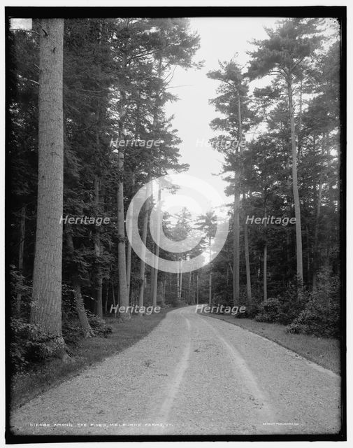 Among the pines, Melburne i.e. Shelburne Farms, Vt., between 1900 and 1906. Creator: Unknown.