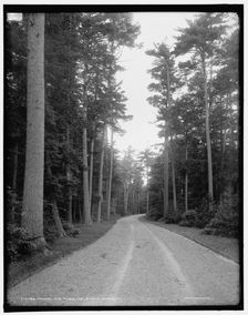 Among the pines, Melburne i.e. Shelburne Farms, Vt., between 1900 and 1906. Creator: Unknown
