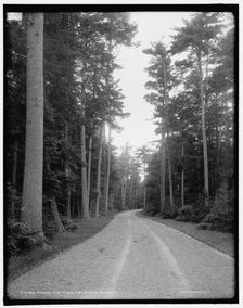 Among the pines, Melburne i.e. Shelburne Farms, Vt., between 1900 and 1906. Creator: Unknown