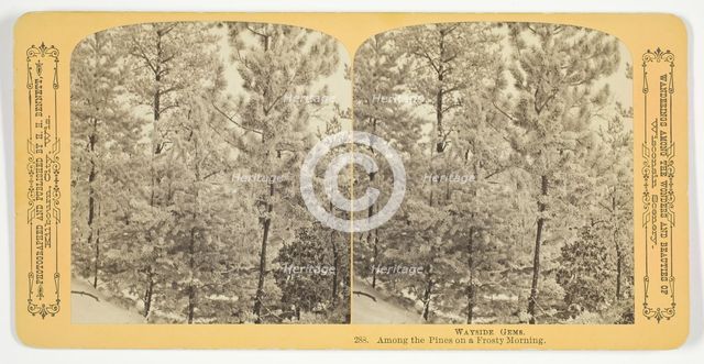 Among the Pines on a Frosty Morning, 1870/89. Creator: Henry Hamilton Bennett.