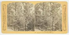 Among the Pines on a Frosty Morning, 1870/89. Creator: Henry Hamilton Bennett