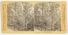 Among the Pines on a Frosty Morning, 1870/89. Creator: Henry Hamilton Bennett