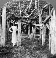 Among the roots of a banyan tree, Calcutta, India, 1900s.Artist: Underwood & Underwood