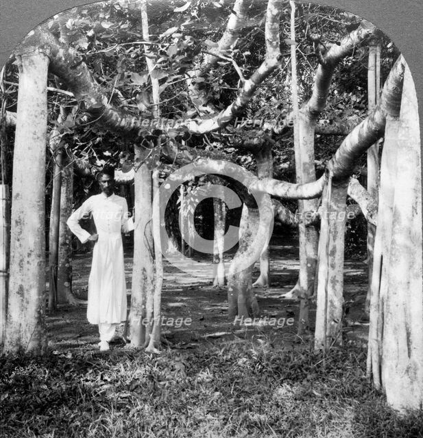 Among the roots of a banyan tree, Calcutta, India, 1900s.Artist: Underwood & Underwood
