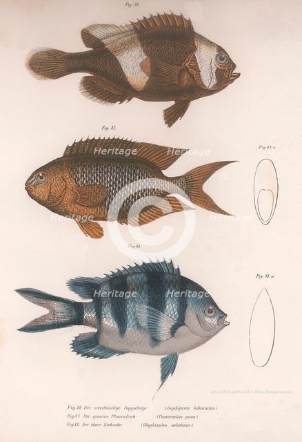 Amphiprion bifasciatus. Pomacentris pavo. Glyphisodo, c.1850s. Artist: Unknown.