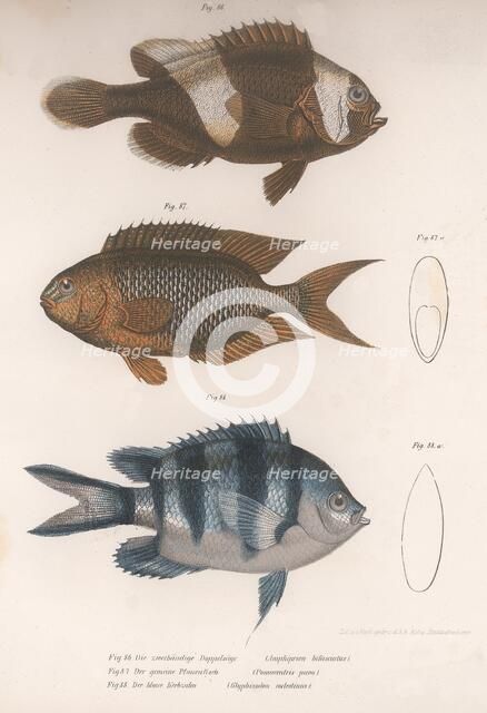 Amphiprion bifasciatus. Pomacentris pavo. Glyphisodo, c.1850s. Artist: Unknown.