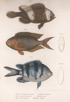 Amphiprion bifasciatus. Pomacentris pavo. Glyphisodo, c.1850s