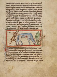 An Antelope; Northumberland Bestiary, about 1250-1260. Creator: Unknown