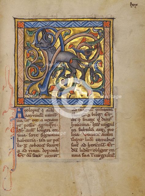 An Antelope with its Horns Entangled in a Bush; Bestiary, about 1270. Creator: Unknown.