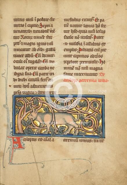 An Antelope with its Horns Entangled in a Bush; De Natura Avium, 1277 or after. Creator: Unknown.