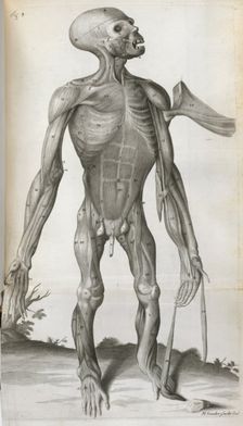 An anatomical drawing, 1699. Creator: Michael Vandergucht