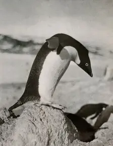 An Adélie Penguin About To Dive c1910–1913, (1913). Artist: Herbert Ponting
