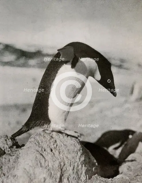 'An Adélie Penguin About To Dive', c1910–1913, (1913). Artist: Herbert Ponting.
