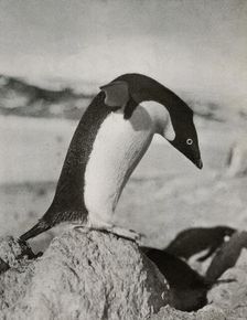 An Adélie Penguin About To Dive c1910–1913, (1913). Artist: Herbert Ponting