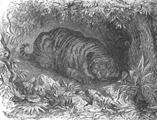 An After-Dinner Nap, c1900. Artist: Helena J. Maguire