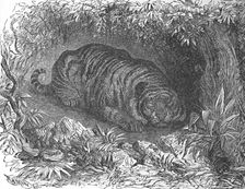 An After-Dinner Nap, c1900. Artist: Helena J. Maguire