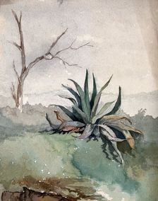 An Agave plant, c19th century. Creator: Unknown