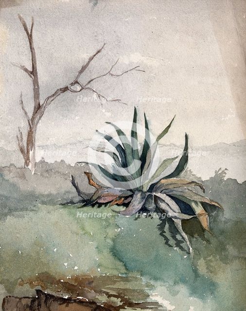 An Agave plant, c19th century. Creator: Unknown.