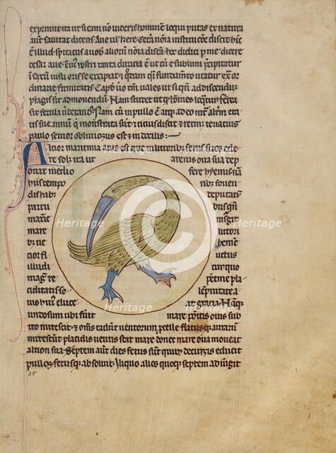 An Alcior; Northumberland Bestiary, about 1250-1260. Creator: Unknown.