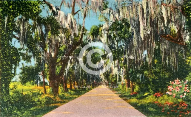 'An Alluring Highway Scene in the Carolinas', 1942. Creator: Unknown.