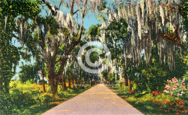 'An Alluring Highway Scene in the Carolinas', 1942. Creator: Unknown.