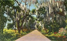 An Alluring Highway Scene in the Carolinas 1942. Creator: Unknown