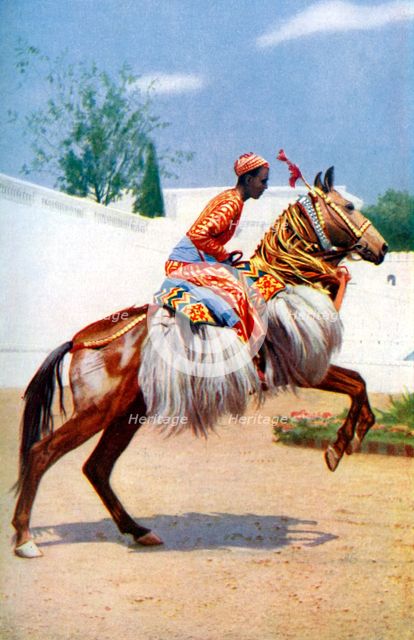 An Arab dancing horse, Udaipur, India, 1922.Artist: Herbert Ponting