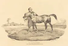 An Arabian Horse, 1821. Creator: Theodore Gericault