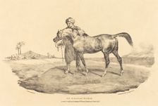 An Arabian Horse, 1821. Creator: Theodore Gericault