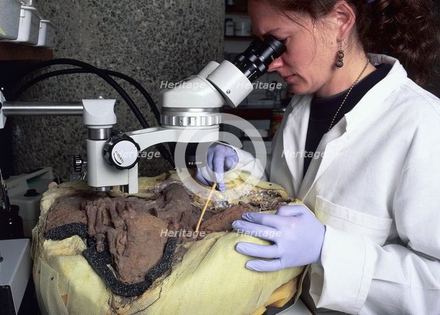 An archaeological conservator examining a skeleton.  Creator: Unknown.