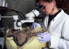 An archaeological conservator examining a skeleton. Creator: Unknown