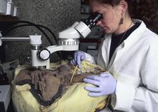 An archaeological conservator examining a skeleton