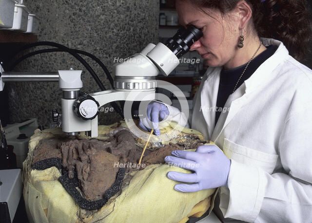 An archaeological conservator examining a skeleton. Artist: Unknown