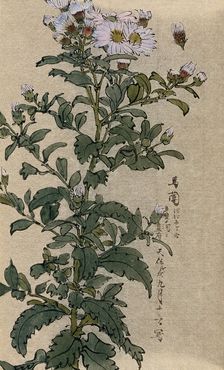 An aster (Aster species): flowering stem. Creator: Unknown