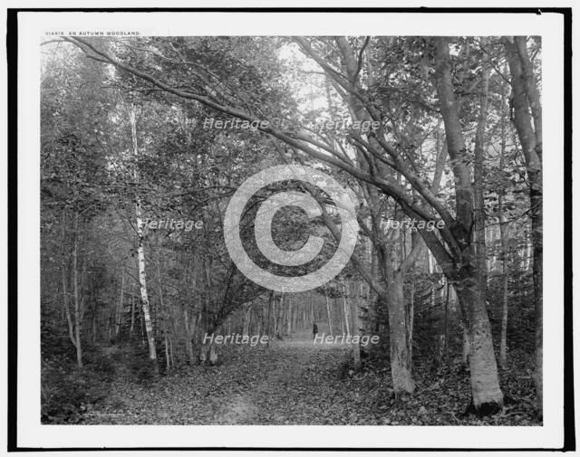 An autumn woodland, (1902?). Creator: William H. Jackson.