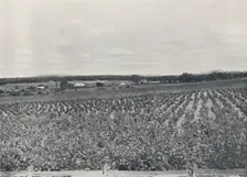 An Australian Vineyard 1923. Creator: Unknown