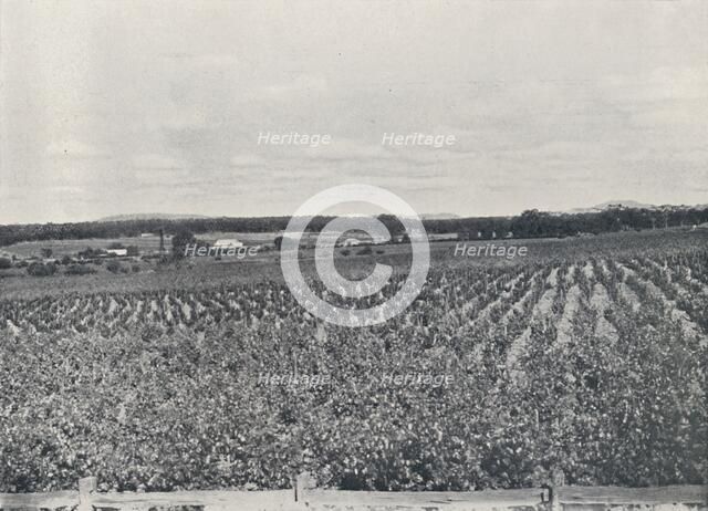 'An Australian Vineyard', 1923. Creator: Unknown.
