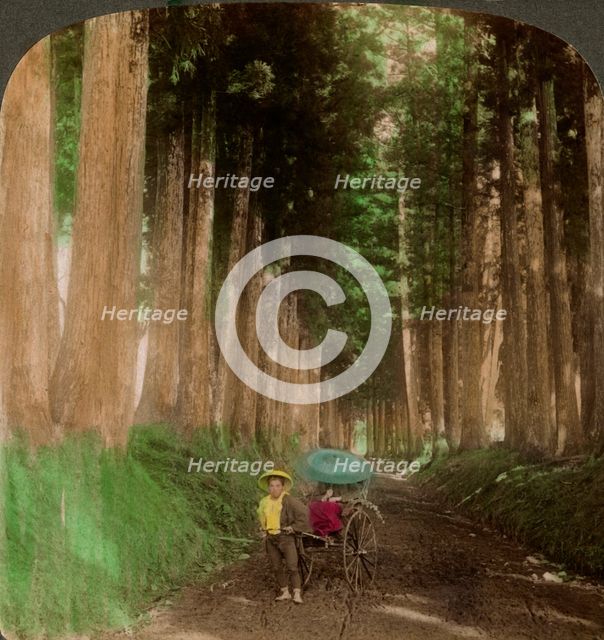 An avenue of cryptomeria (cedar) trees, Nikko, Japan, 1896.Artist: Underwood & Underwood