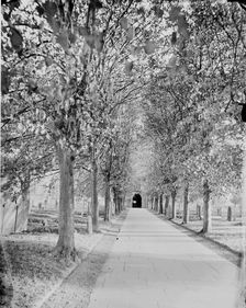 An avenue of lime trees leading to Holy Trinity Church, Stratford-upon-Avon, c1860-c1922. Artist: Henry Taunt