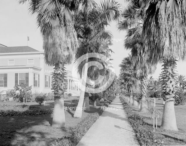 An Avenue of palms, Miami, Fla., c.between 1910 and 1920. Creator: Unknown.