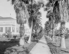 An Avenue of palms, Miami, Fla., c.between 1910 and 1920. Creator: Unknown