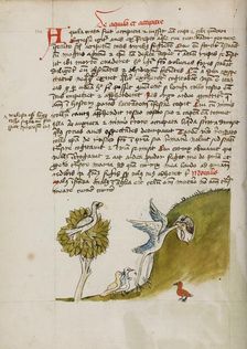 An Eagle Sitting in a Tree, a Stork with its Neck in a Hole..., third quarter of 15th century. Creator: Unknown