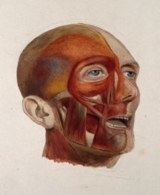 An écorché head of a man: three-quarter view, showing the right-hand side of the head..., 1833. Creator: Johann Conrad Zeller
