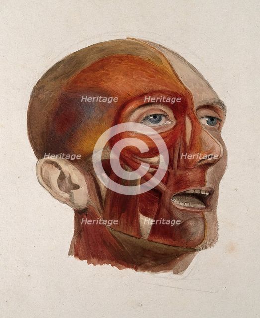 An écorché head of a man: three-quarter view, showing the right-hand side of the head..., 1833. Creator: Johann Conrad Zeller.