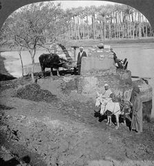 An Egyptian sakieh, or ox-driven bucket pump, Egypt 1905.Artist: Underwood & Underwood