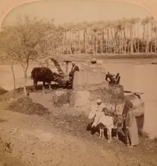 An Egyptian Sakiyeh, Drawing Nile Water for Irrigation, Egypt 1896