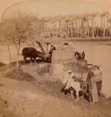 An Egyptian Sakiyeh, Drawing Nile Water for Irrigation, Egypt 1896