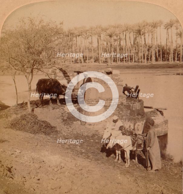 'An Egyptian Sakiyeh, Drawing Nile Water for Irrigation, Egypt', 1896. Artist: Unknown.