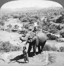 An elephant and its keeper, Sri Lanka, 1902.Artist: Underwood & Underwood